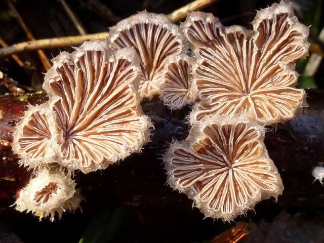 Schizophyllum commune, Spaltblättling